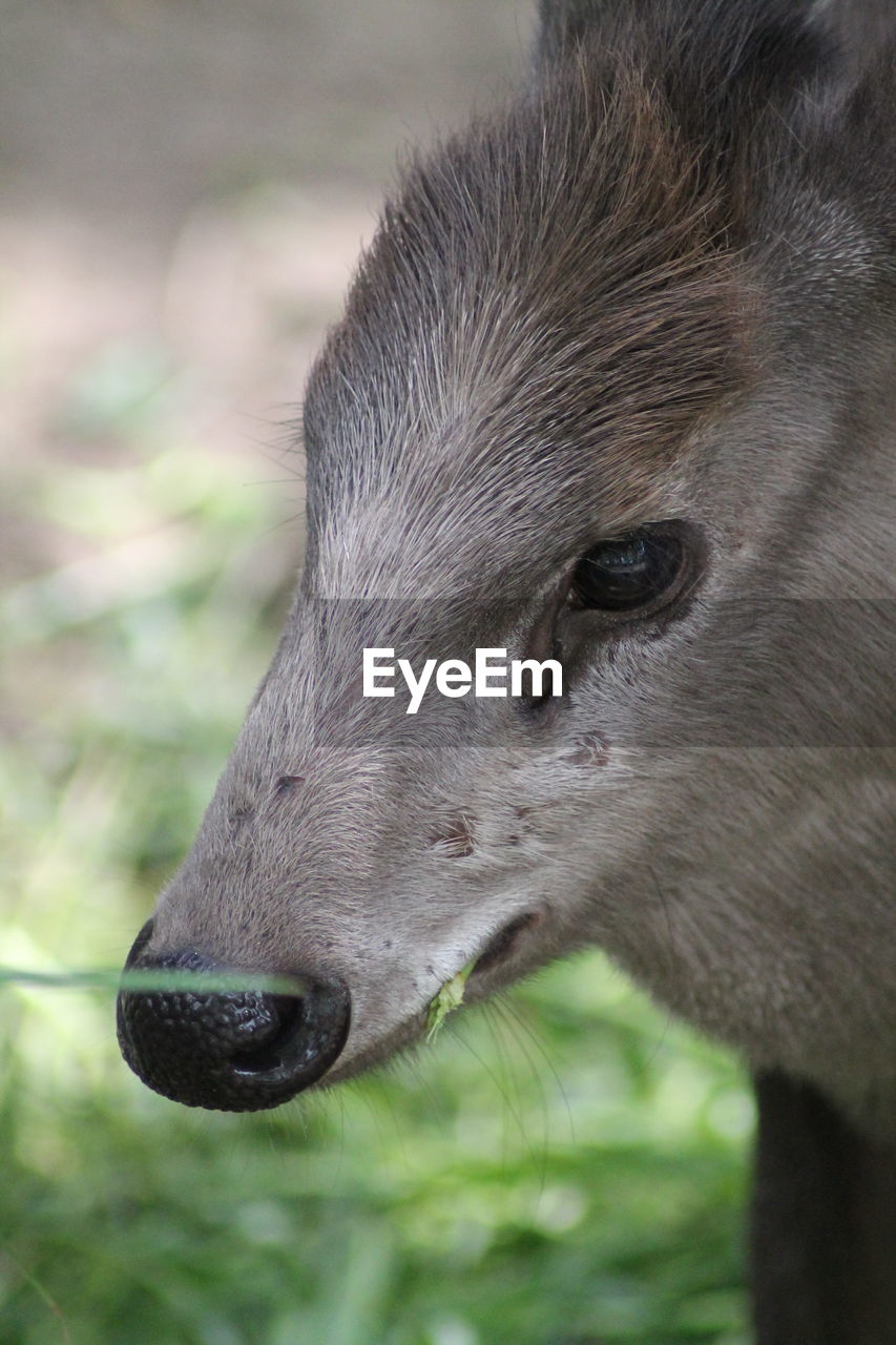 CLOSE-UP OF A HORSE ON FIELD