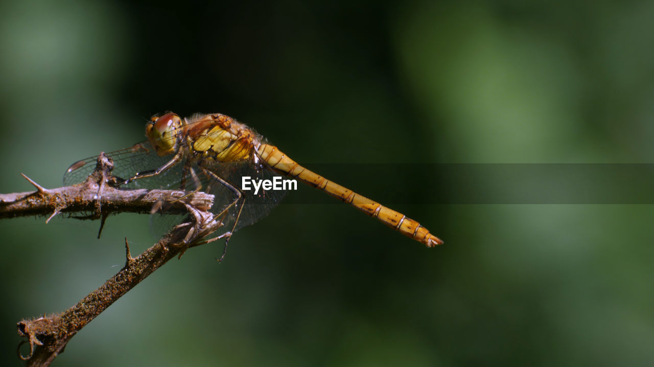 Close-up of dragonfly on twig