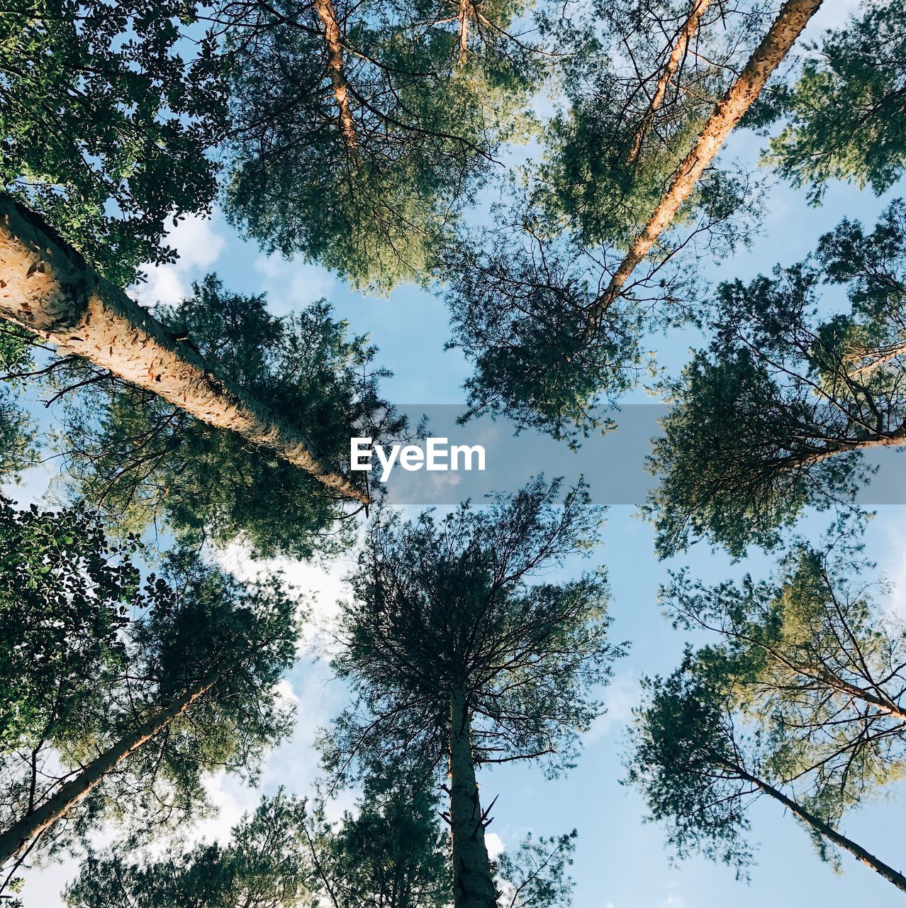 LOW ANGLE VIEW OF TREES AGAINST SKY IN FOREST