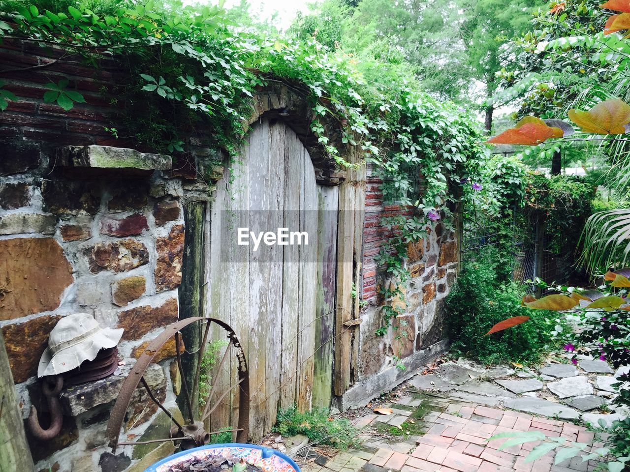 Back yard wall with ivy