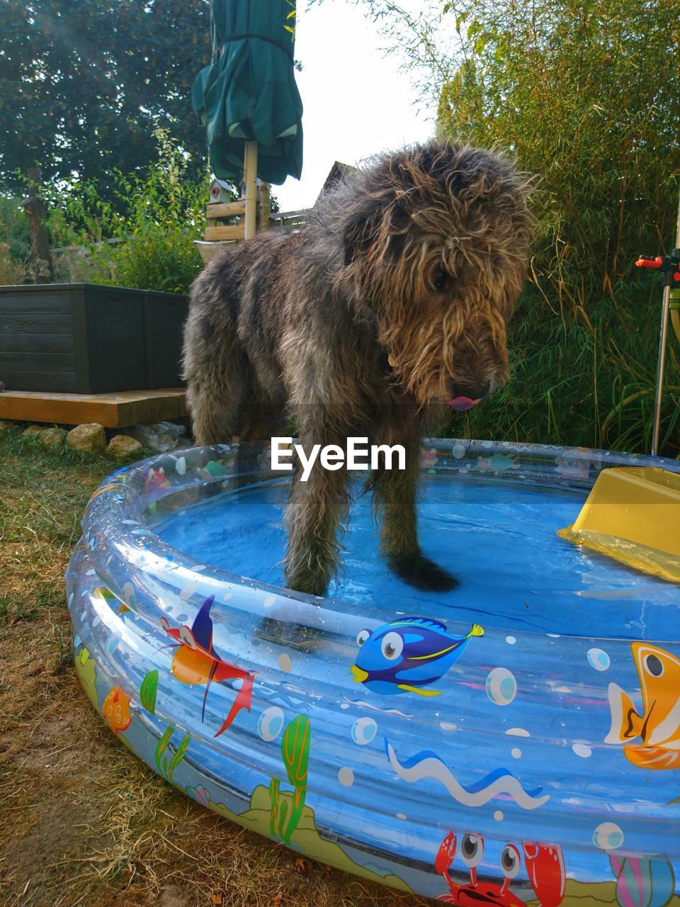 DOG STANDING ON SWIMMING POOL