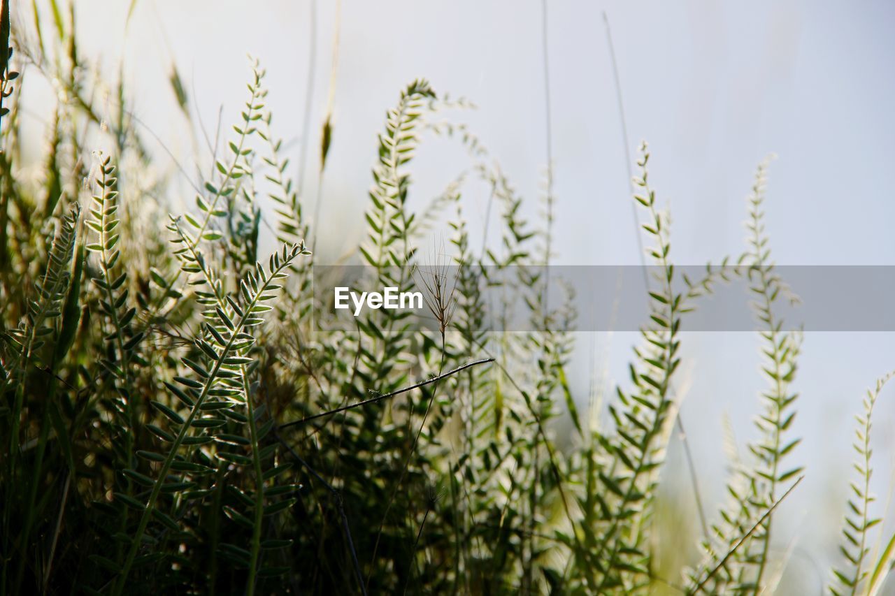 Close-up of stalks in field