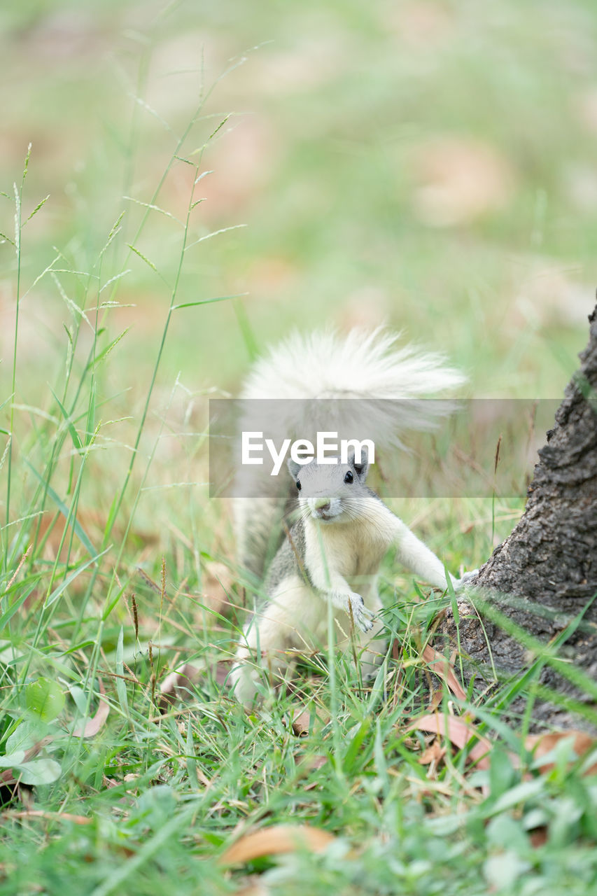 SHEEP IN A FIELD