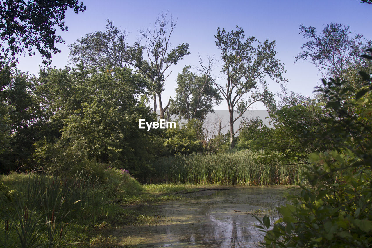 SCENIC VIEW OF WATER FLOWING THROUGH FOREST