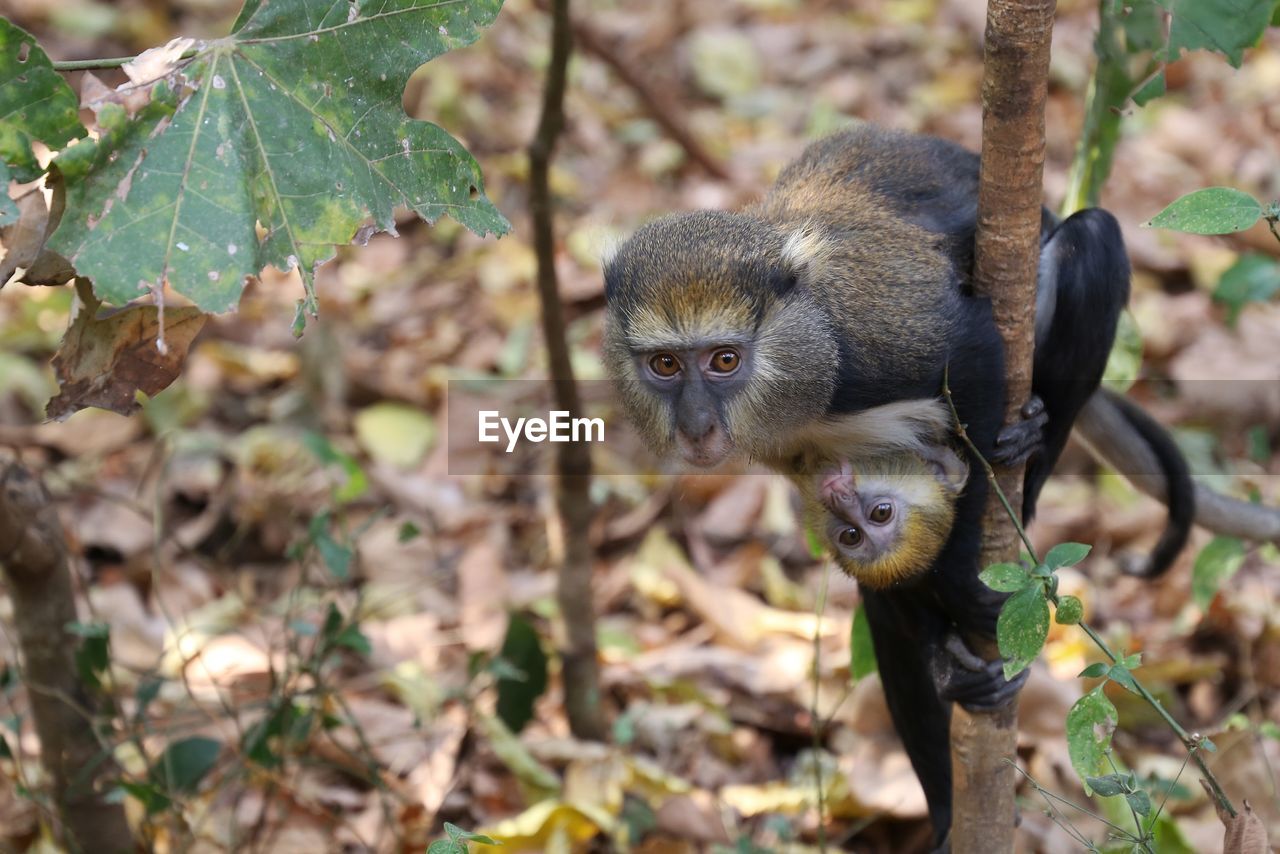 CLOSE-UP OF MONKEY ON BRANCH
