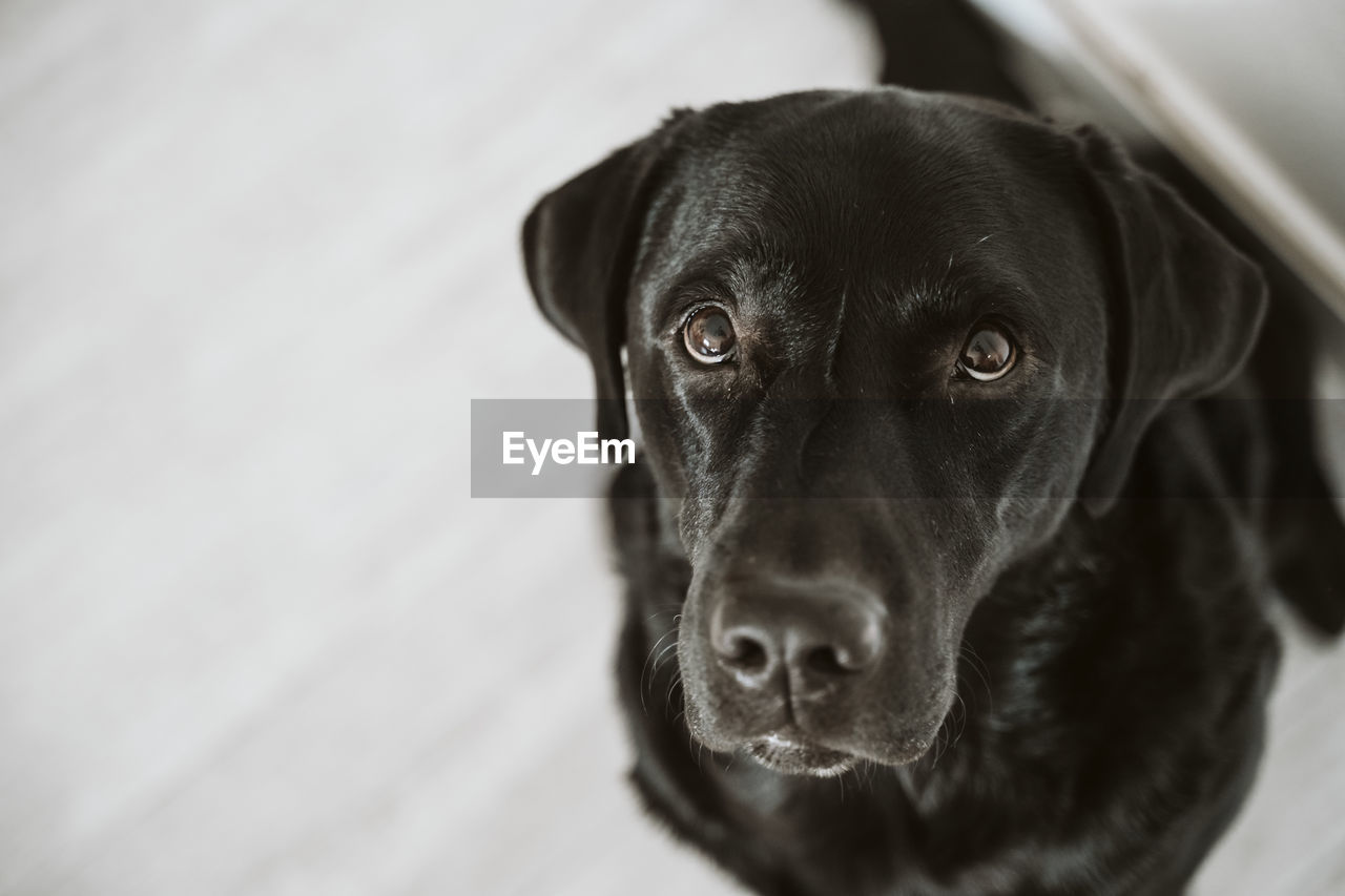 Close-up portrait of dog