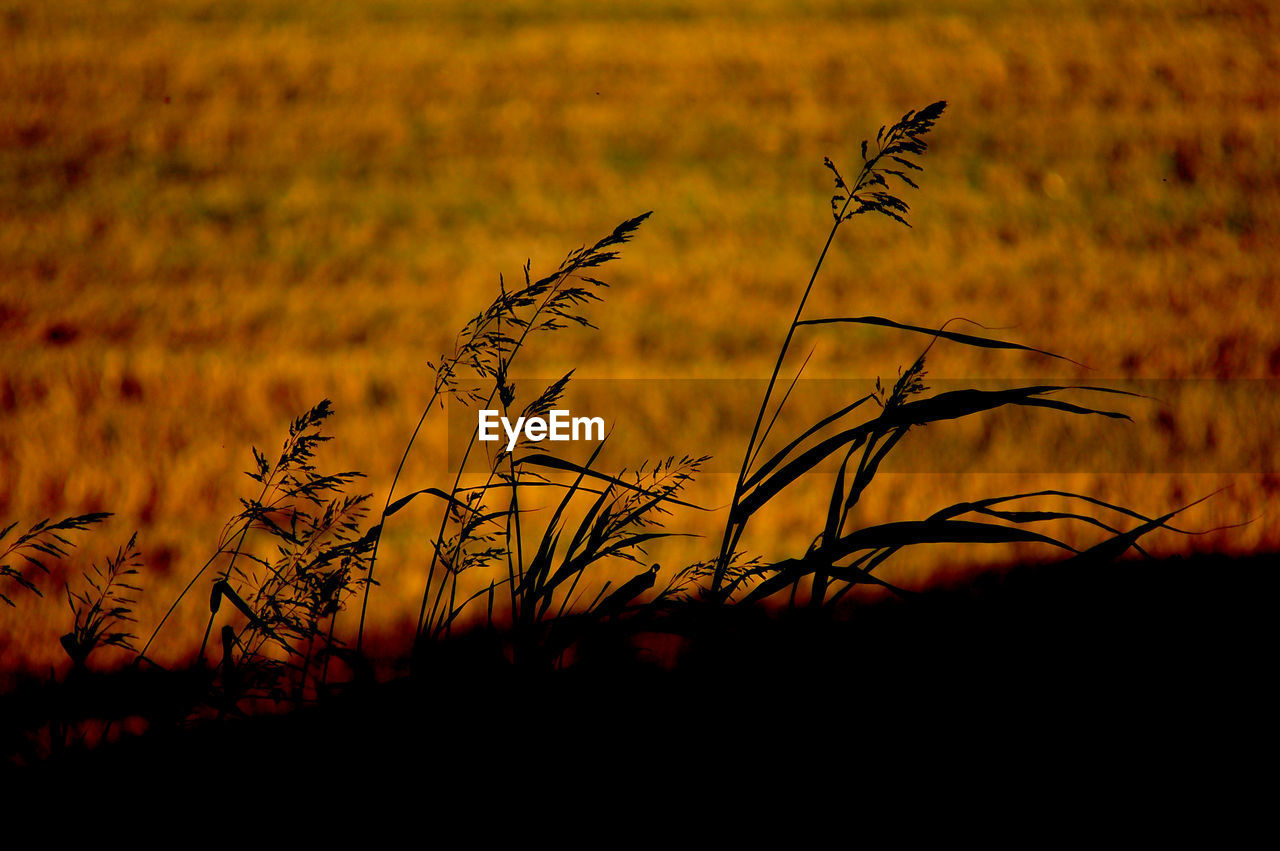 CLOSE-UP OF SILHOUETTE PLANT AT SUNSET