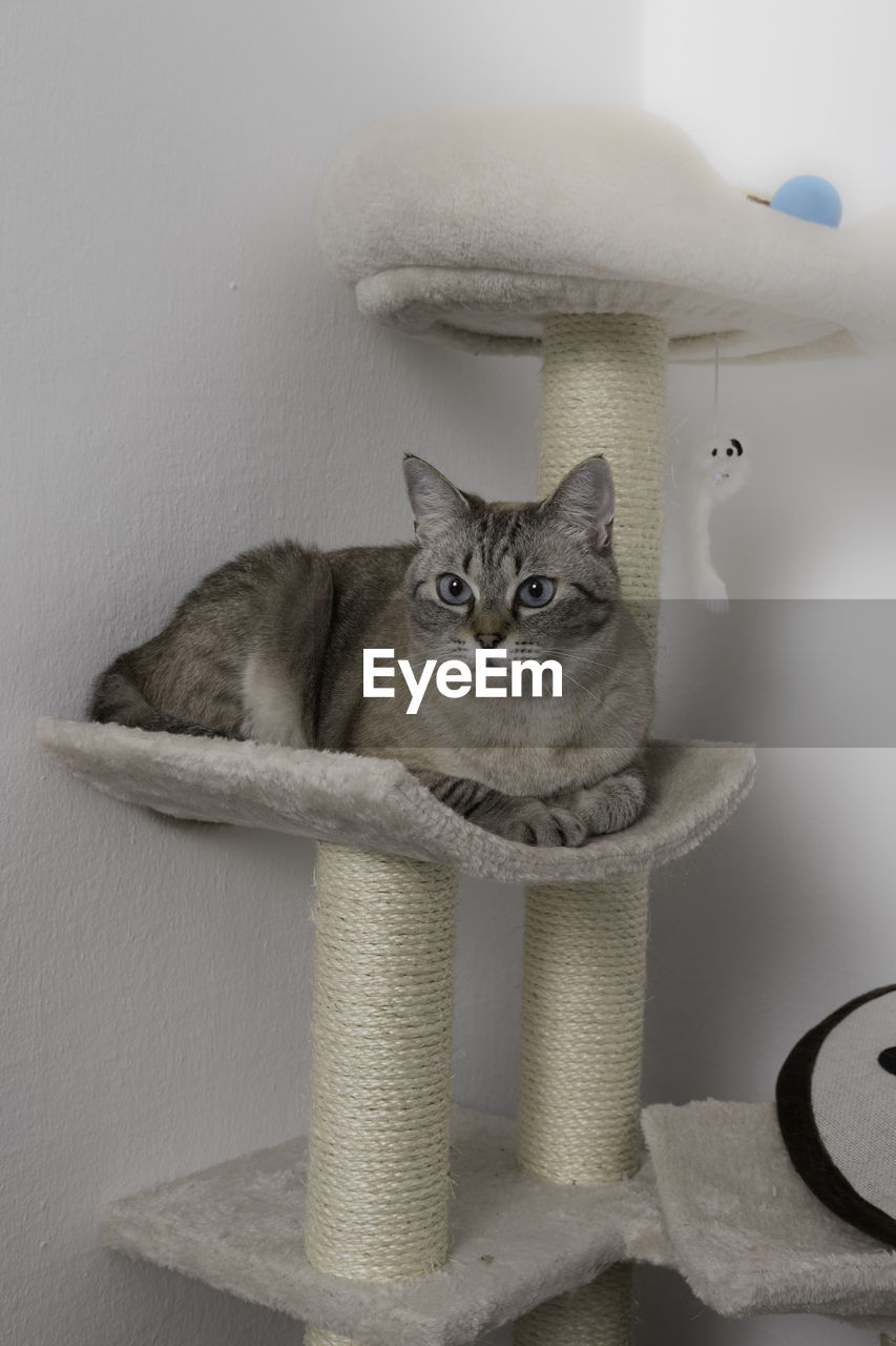 PORTRAIT OF CAT SITTING AGAINST WALL