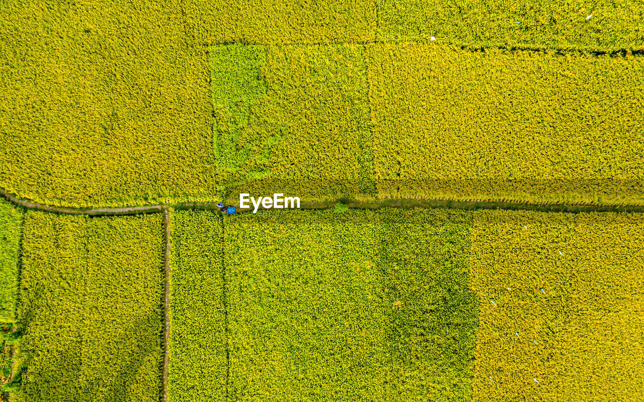 yellow, green, field, grass, full frame, rapeseed, no people, backgrounds, day, leaf, agriculture, textured, sunlight, line, nature, outdoors, soil, pattern, land, high angle view, plant, crop, canola, growth