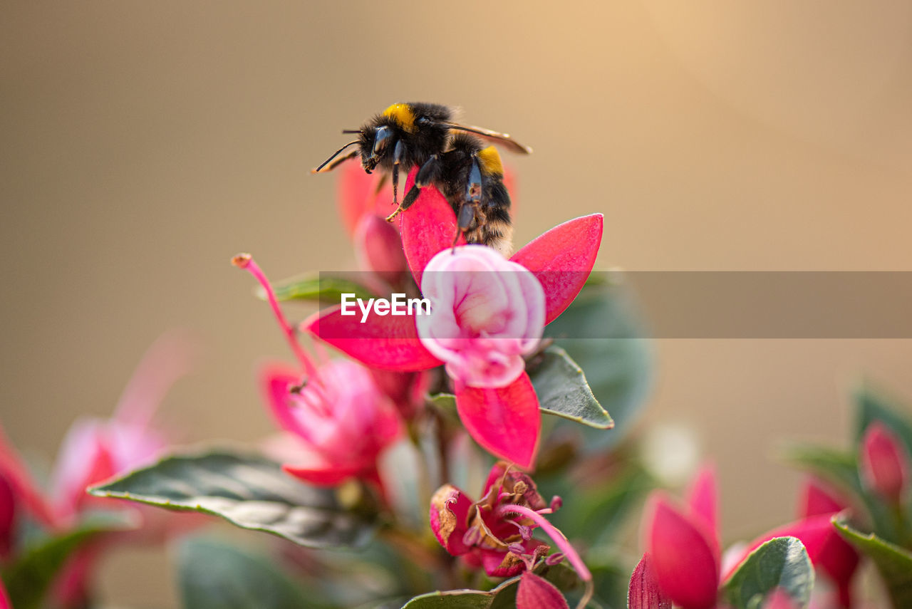 White-tailed bumblebee on a fuschia