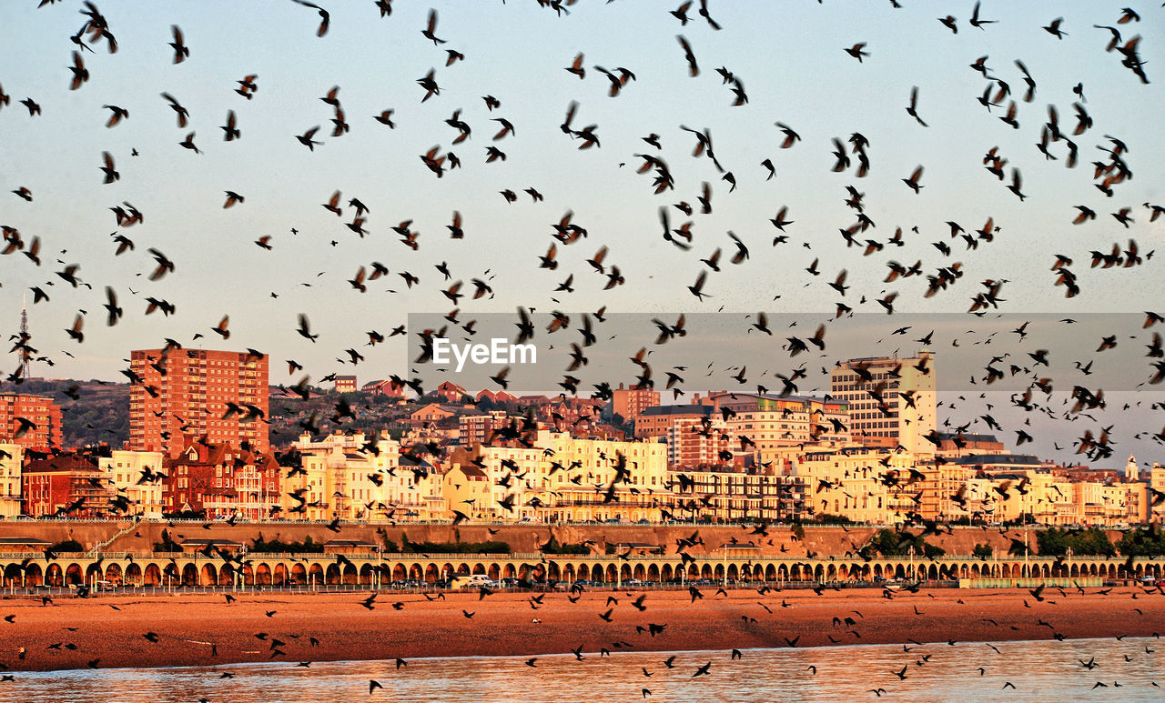 Flock of birds flying in front of buildings