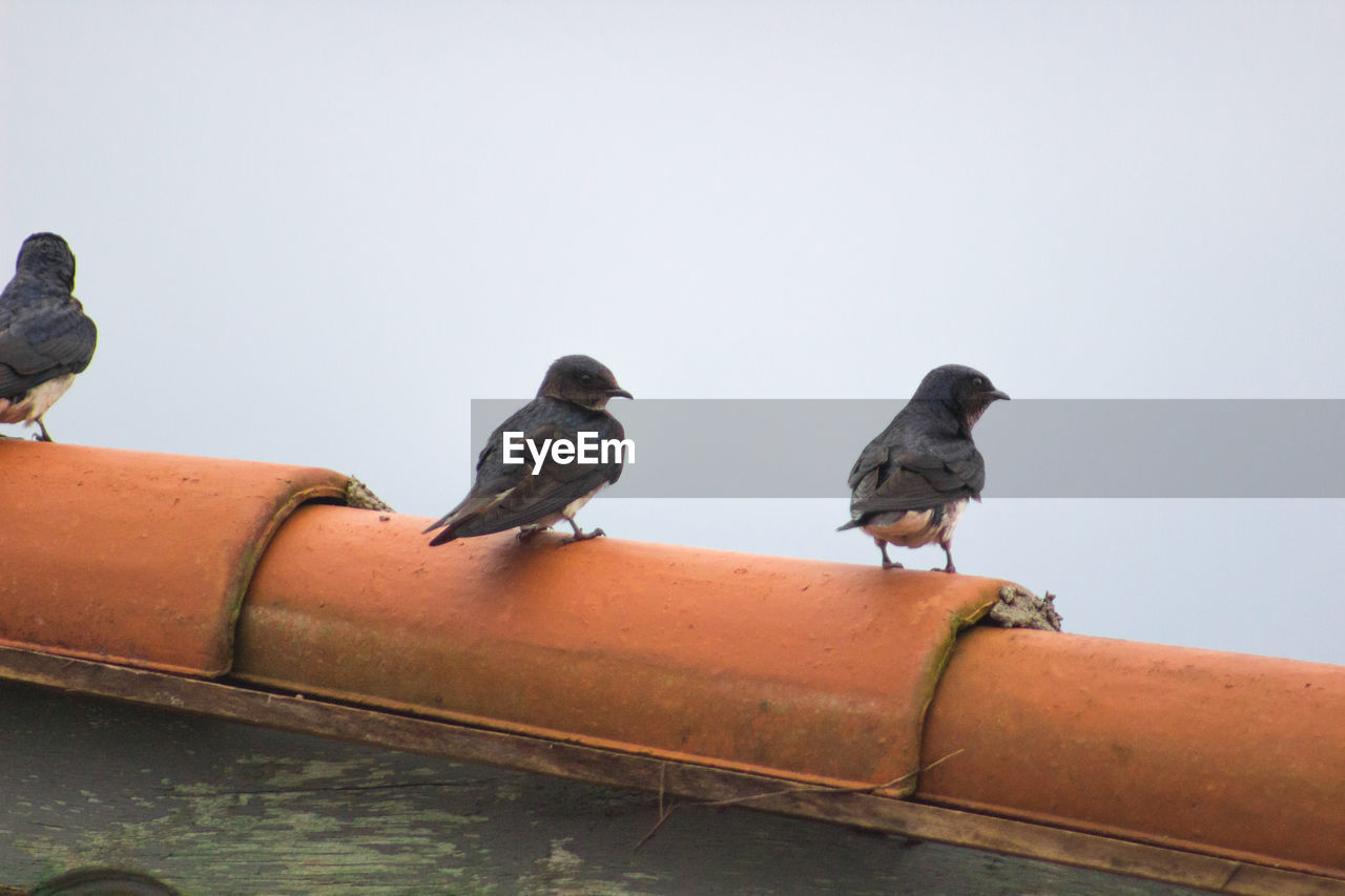 Extreme close-up of birds perching on roof