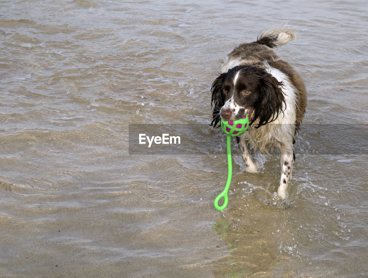 DOG ON WATER