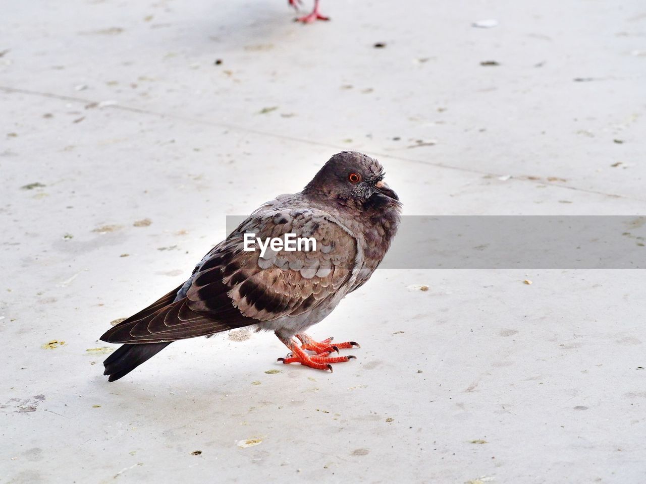 HIGH ANGLE VIEW OF PIGEON PERCHING ON THE GROUND