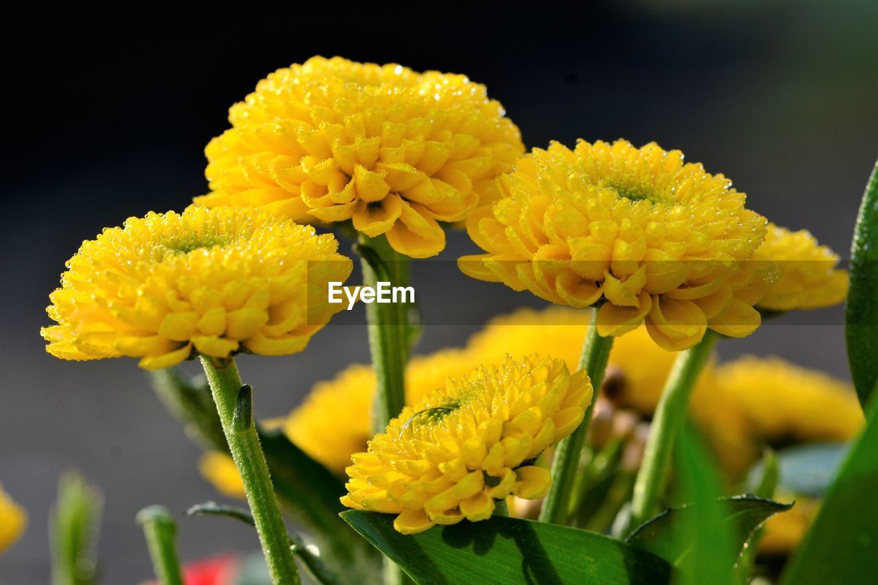 Close-up of yellow flowering plant