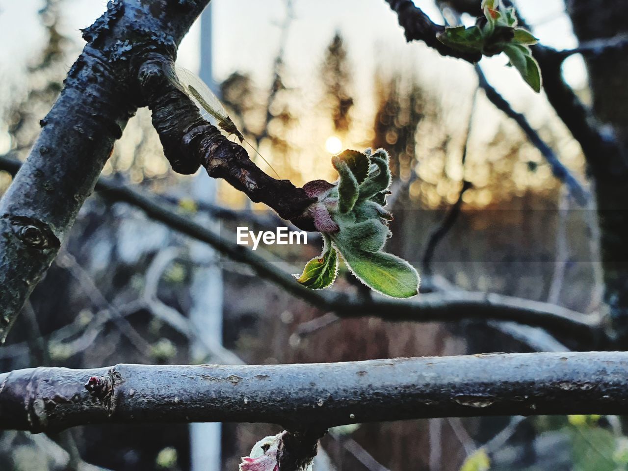 CLOSE-UP OF FLOWERING PLANT AGAINST TREE