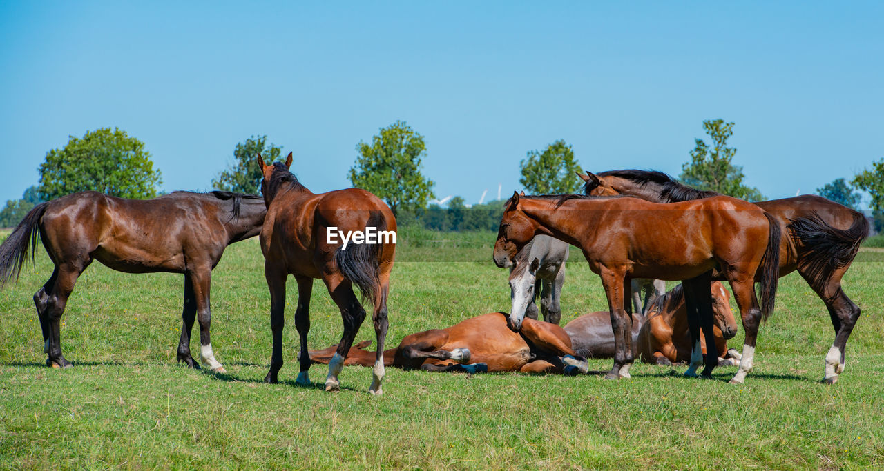 Various horse breeds grazing in a pasture