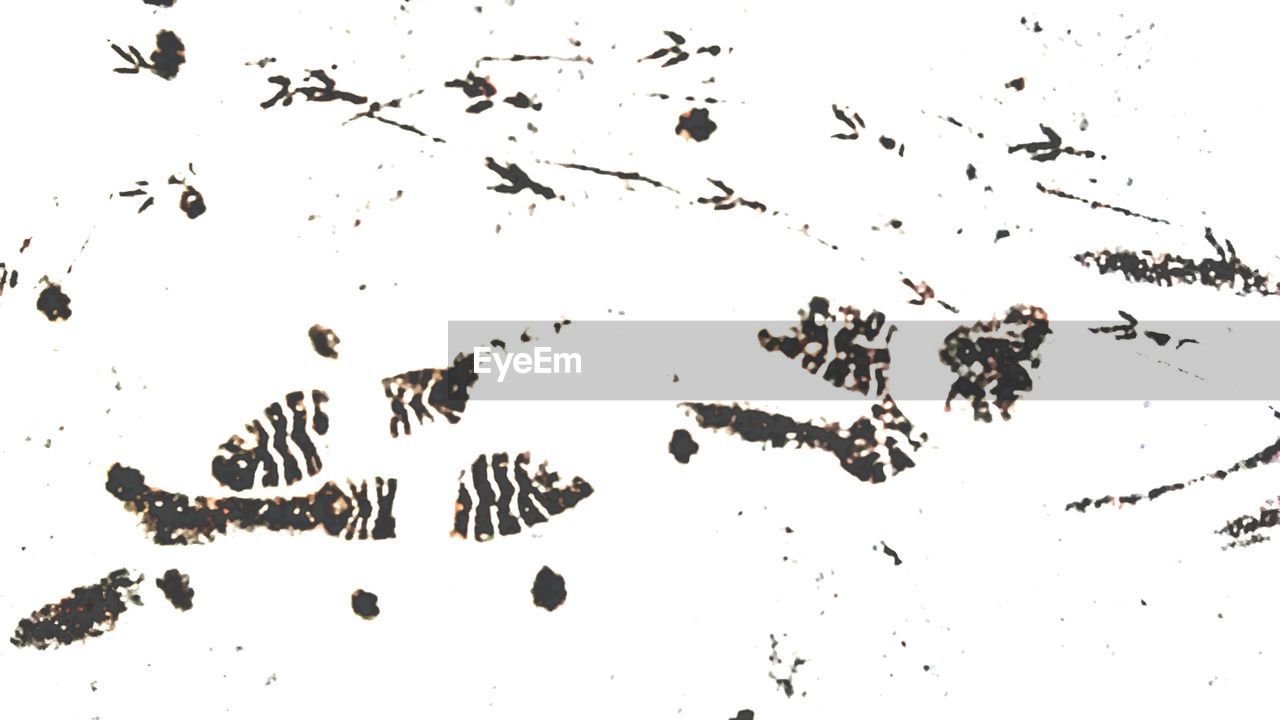 LOW ANGLE VIEW OF BIRDS FLYING AGAINST WHITE BACKGROUND
