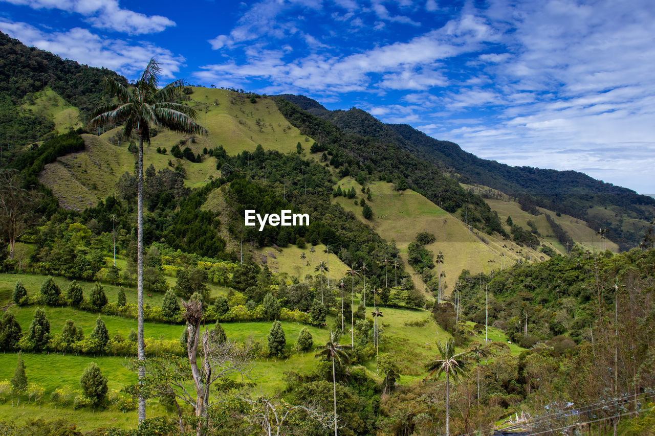 View of the beautiful cloud forest and the quindio wax palms at the cocora valley in colombia.