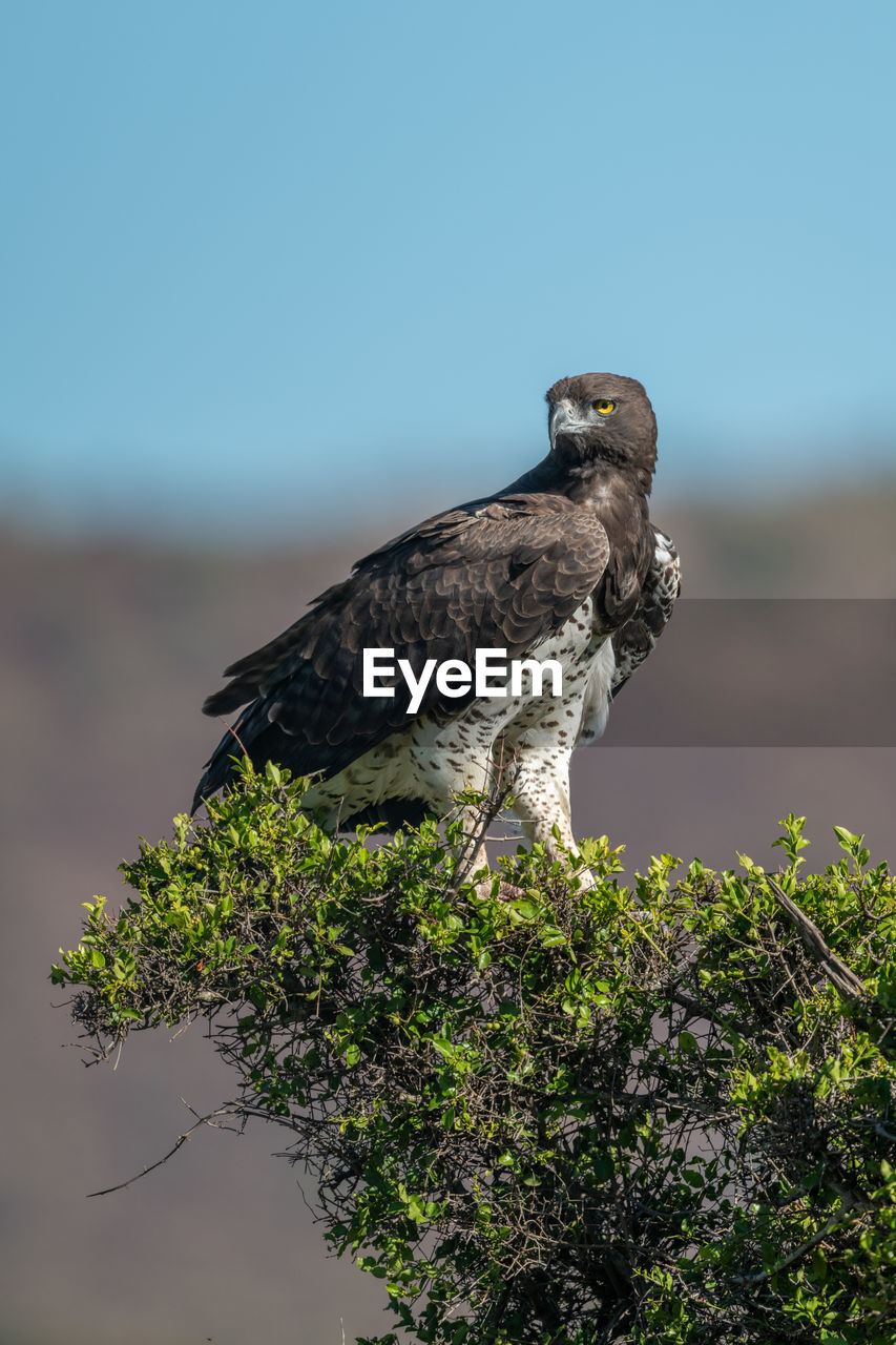 Martial eagle in leafy bush looking left