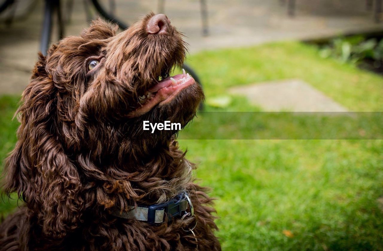 Close-up of dog on field