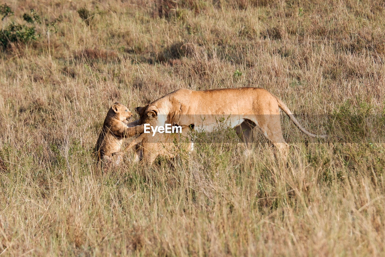 Two lion cubs play with mom in the maasai mara, kenya