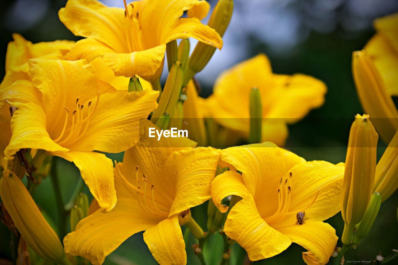 CLOSE-UP OF YELLOW LILY FLOWERS IN BLOOM