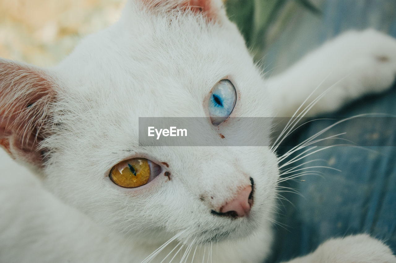 Close-up portrait of a cat