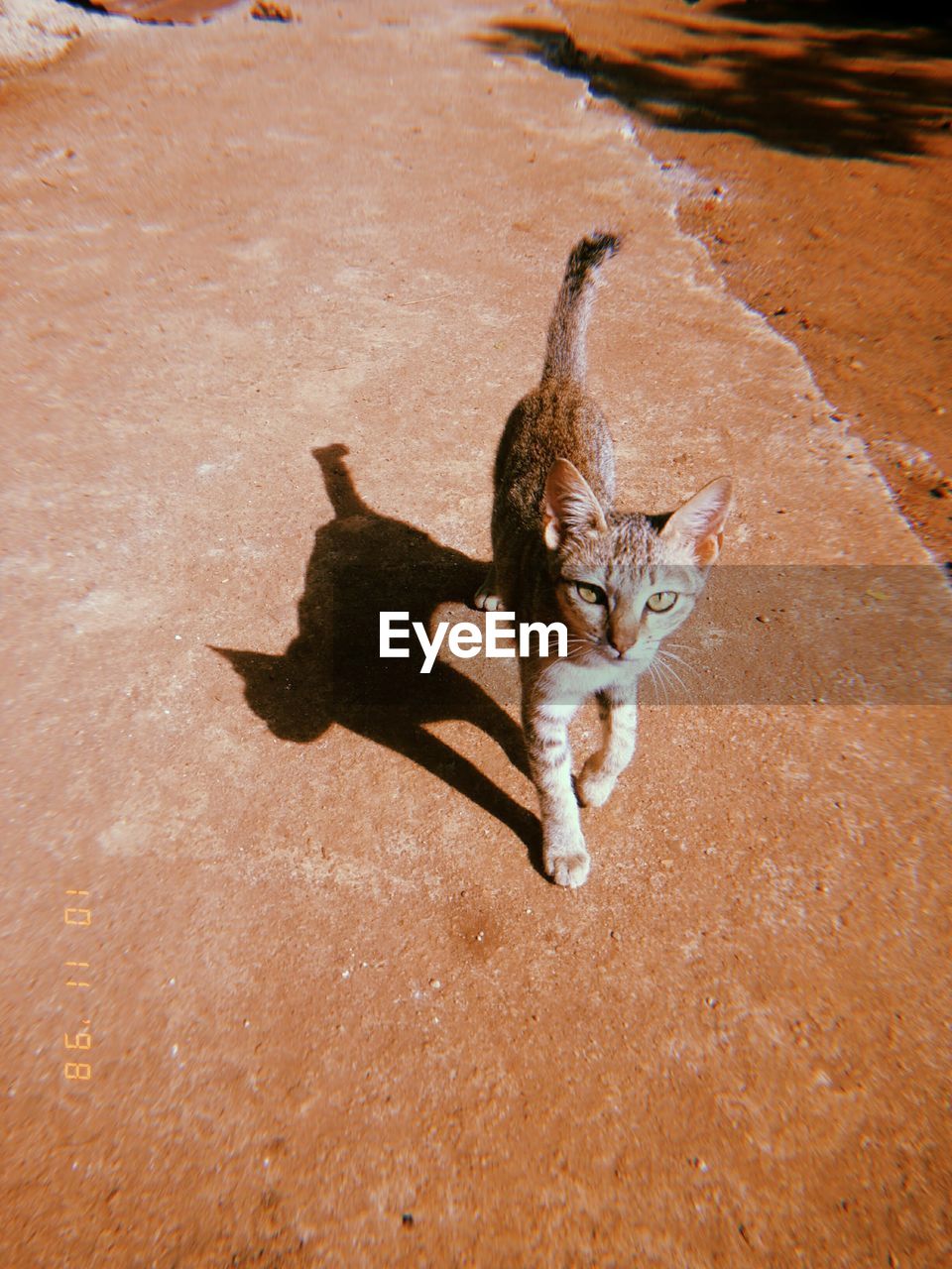 High angle portrait of cat on shadow