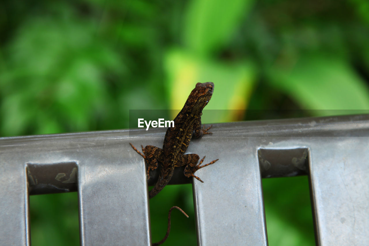 CLOSE-UP OF MOTH ON WOOD