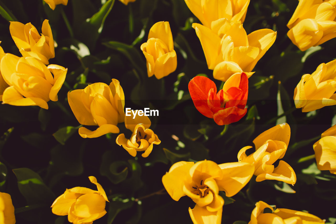 close-up of yellow flowers