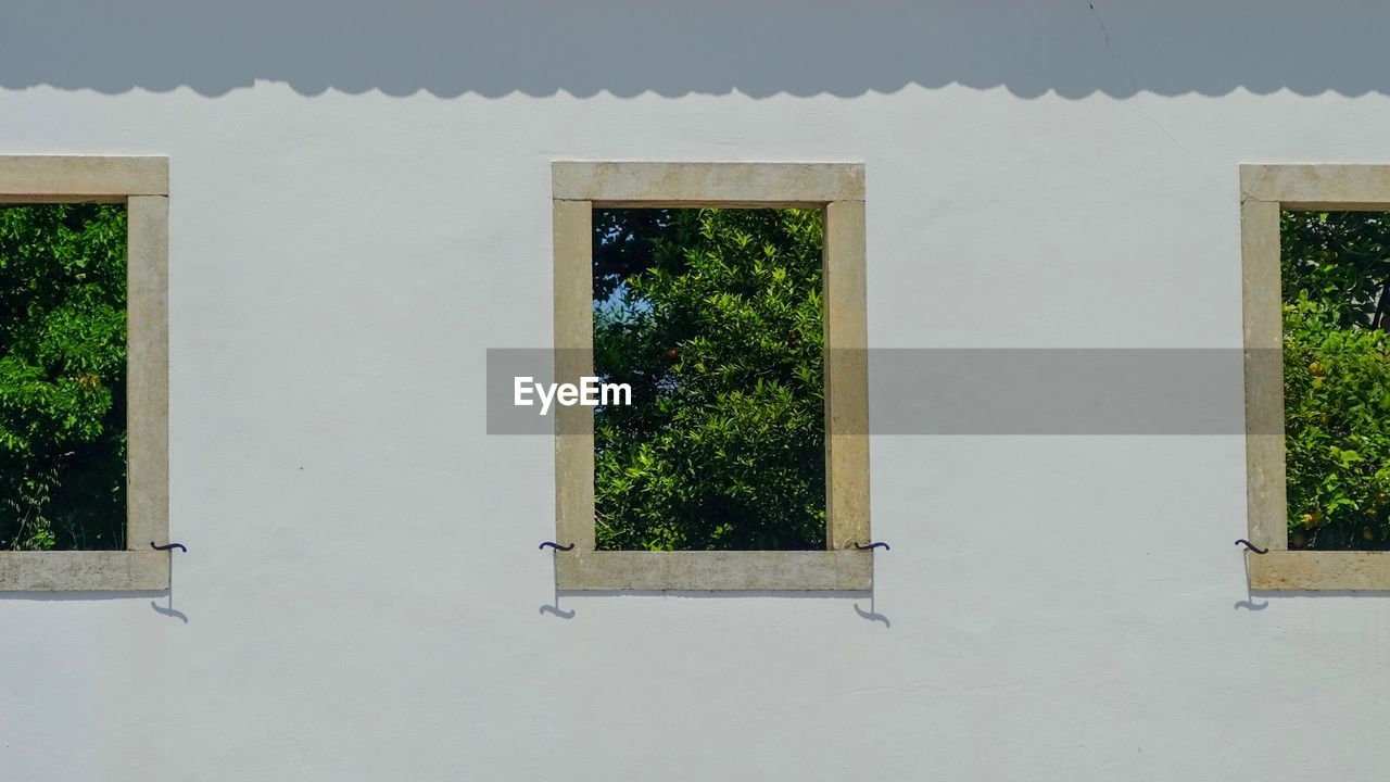 PLANTS GROWING OUTSIDE HOUSE