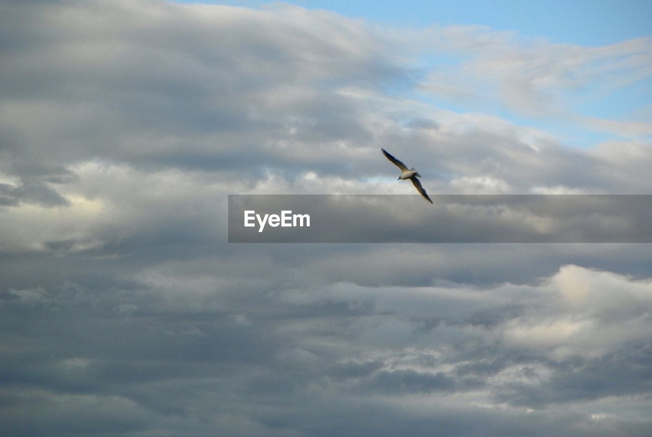 LOW ANGLE VIEW OF KITE FLYING AGAINST CLOUDY SKY