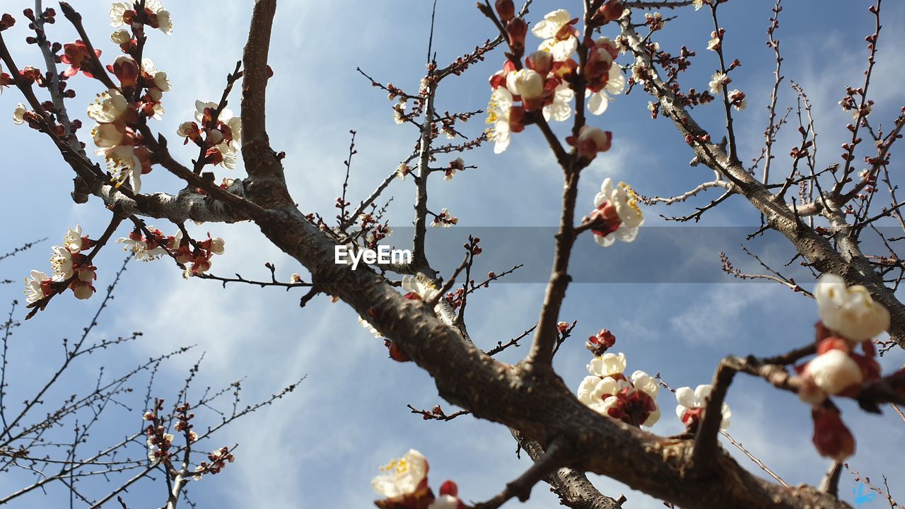 LOW ANGLE VIEW OF CHERRY BLOSSOM TREE AGAINST SKY