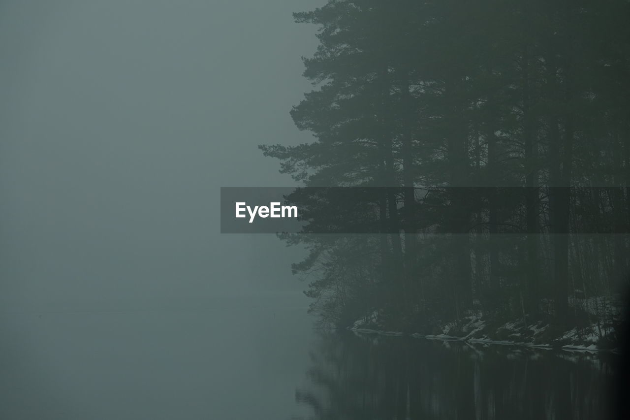 TREES AND PLANTS IN FOG