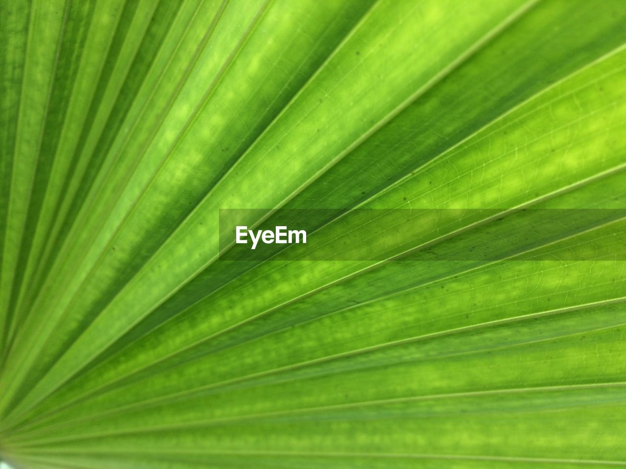 FULL FRAME SHOT OF PALM TREE LEAVES