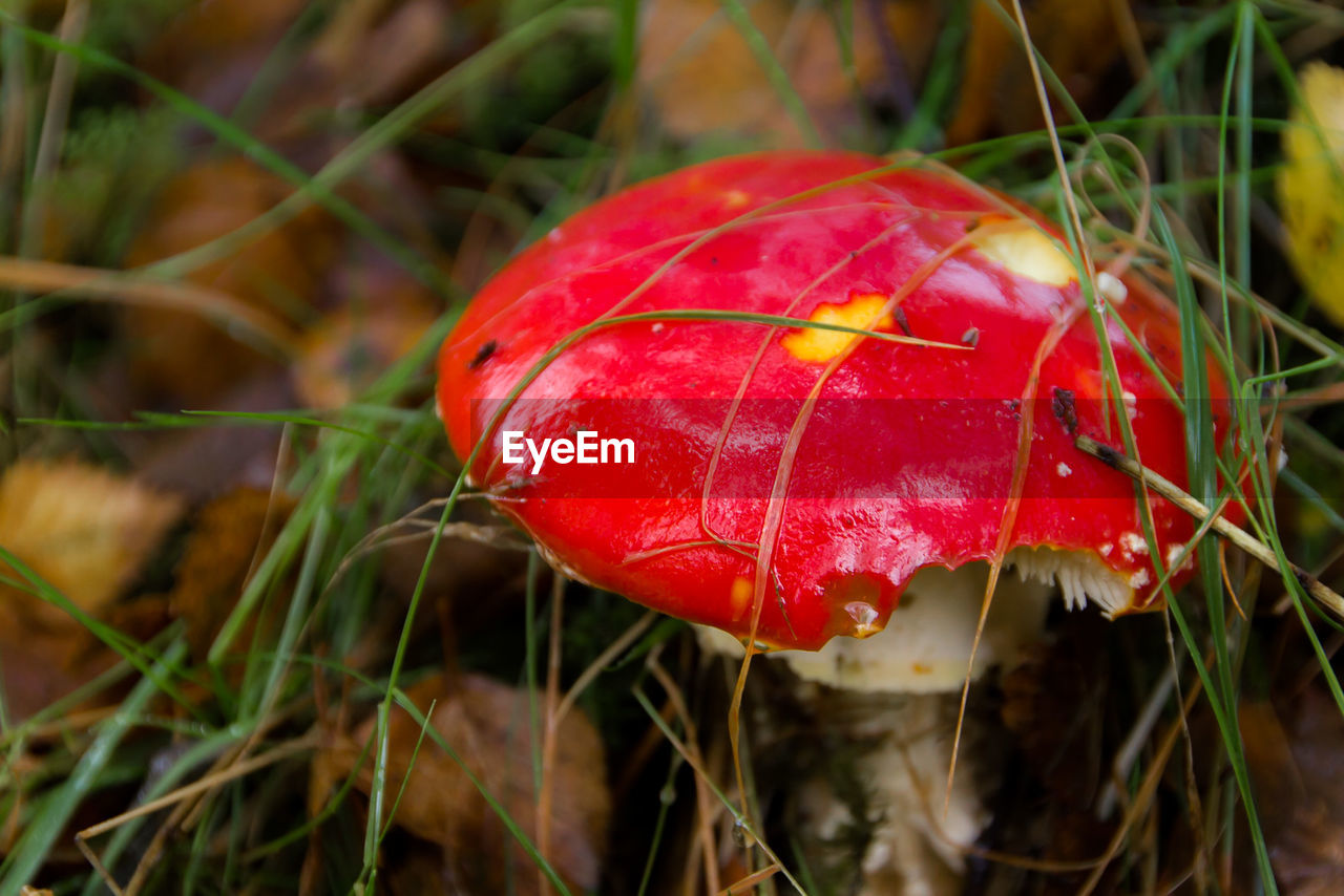 Close-up of red leaf on field