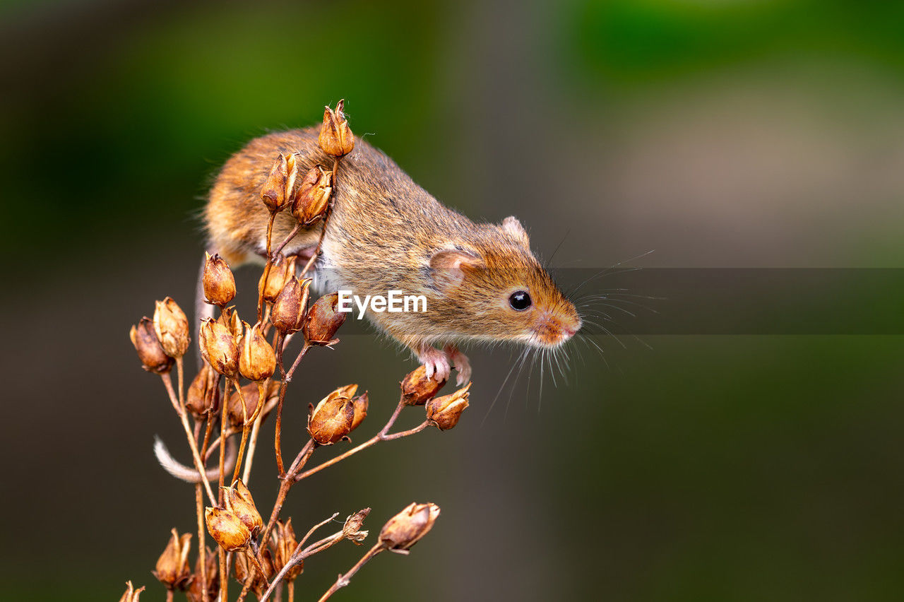 Curious cute harvest mouse, micromys minutus