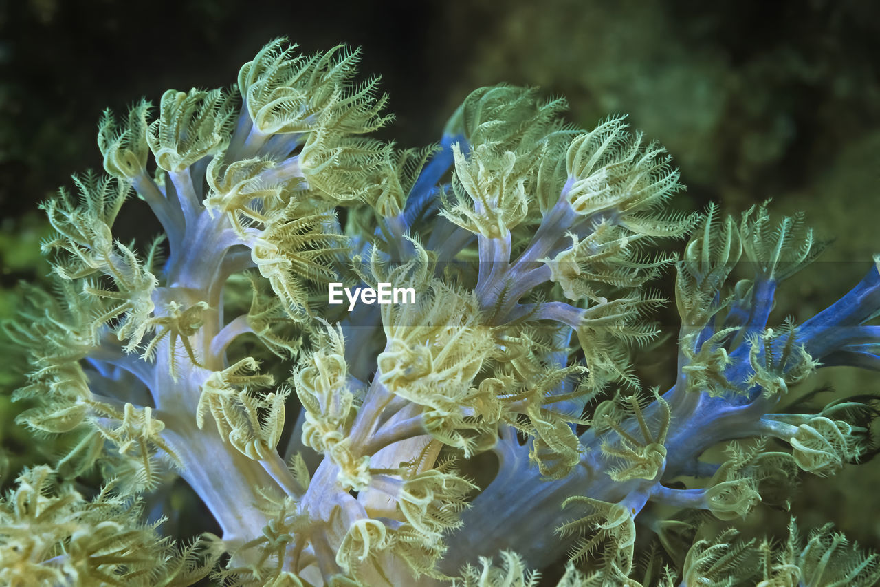 An iridescent blue soft coral in madagascar.