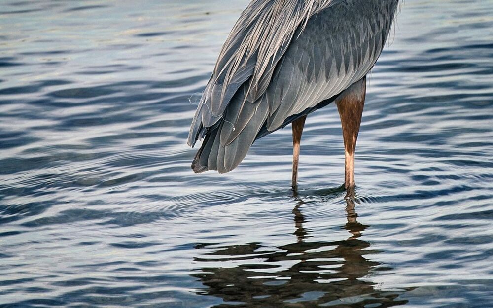 Bird in lake