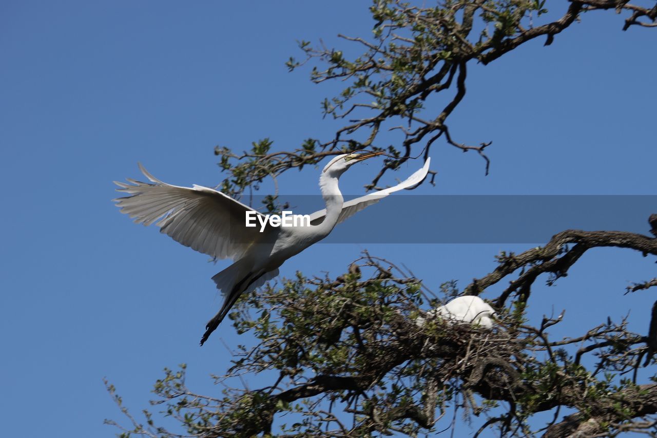 animal themes, animal wildlife, animal, bird, tree, wildlife, flying, plant, branch, sky, nature, blue, one animal, clear sky, low angle view, spread wings, no people, animal body part, outdoors, beauty in nature, day