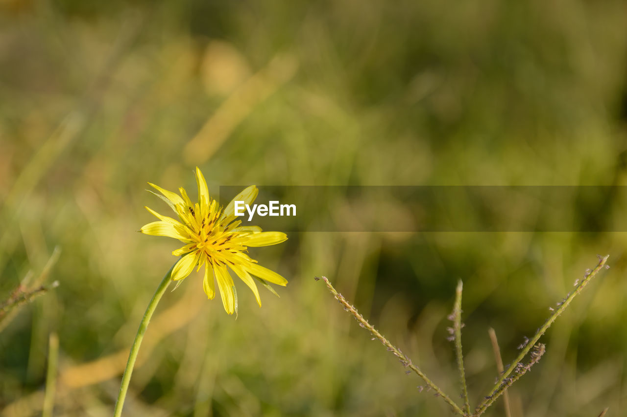 Meadow salsify flower called tragopogon pratensis l, also known as meadow goat's-beard.