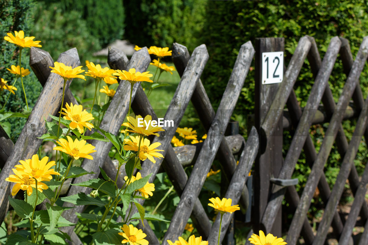 CLOSE-UP OF YELLOW FLOWERING PLANTS ON WOODEN POST