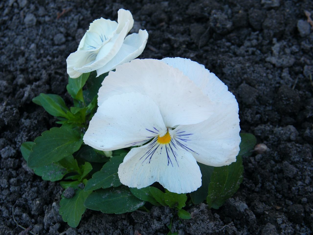 CLOSE-UP OF WHITE FLOWERS BLOOMING OUTDOORS