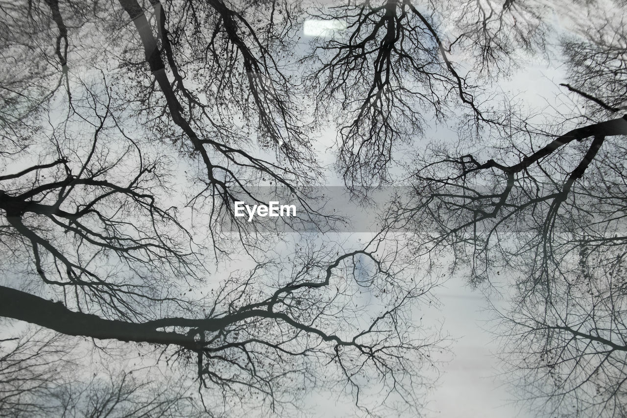 LOW ANGLE VIEW OF SILHOUETTE TREES AGAINST SKY