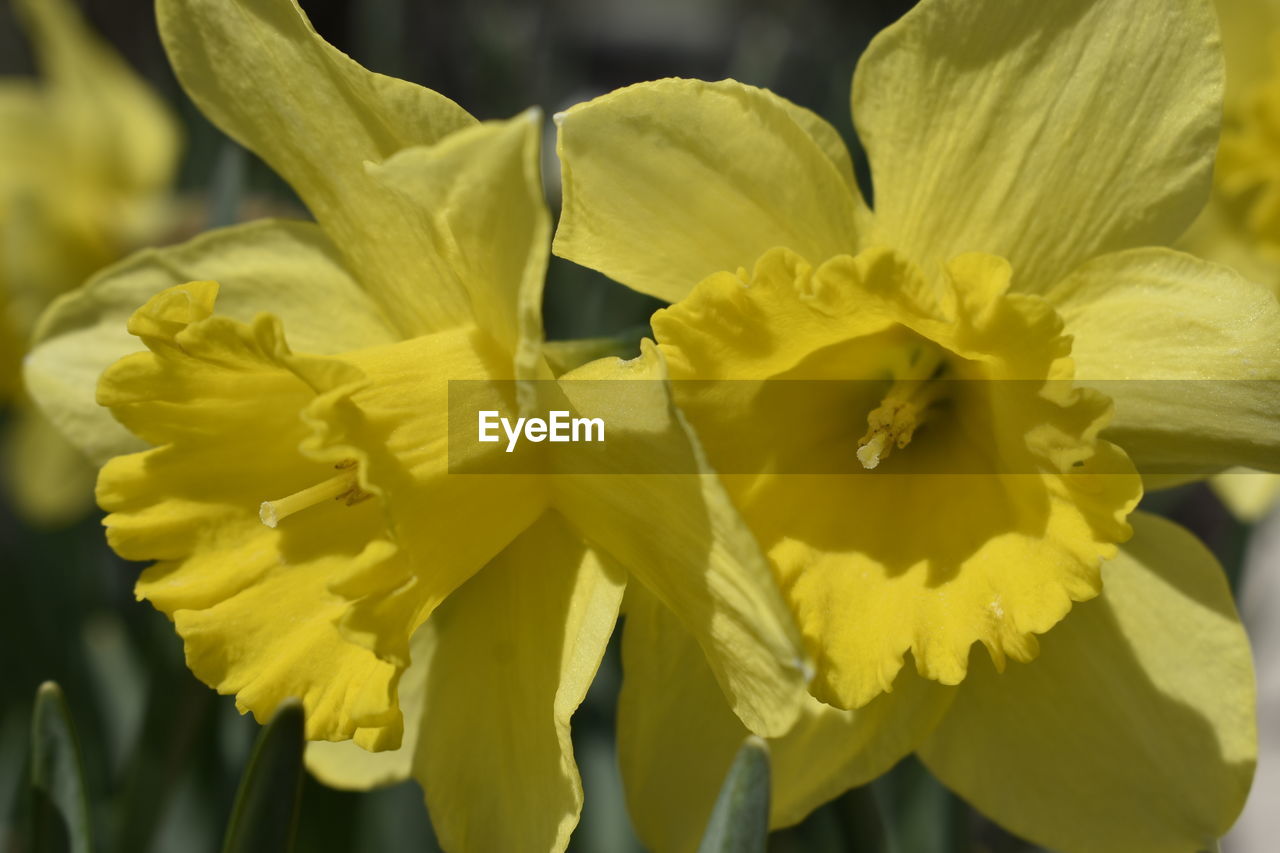 CLOSE-UP OF YELLOW FLOWER