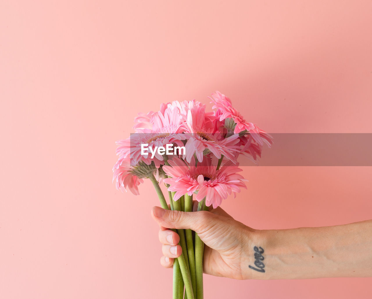 Close-up of hand holding pink flowers against colored background