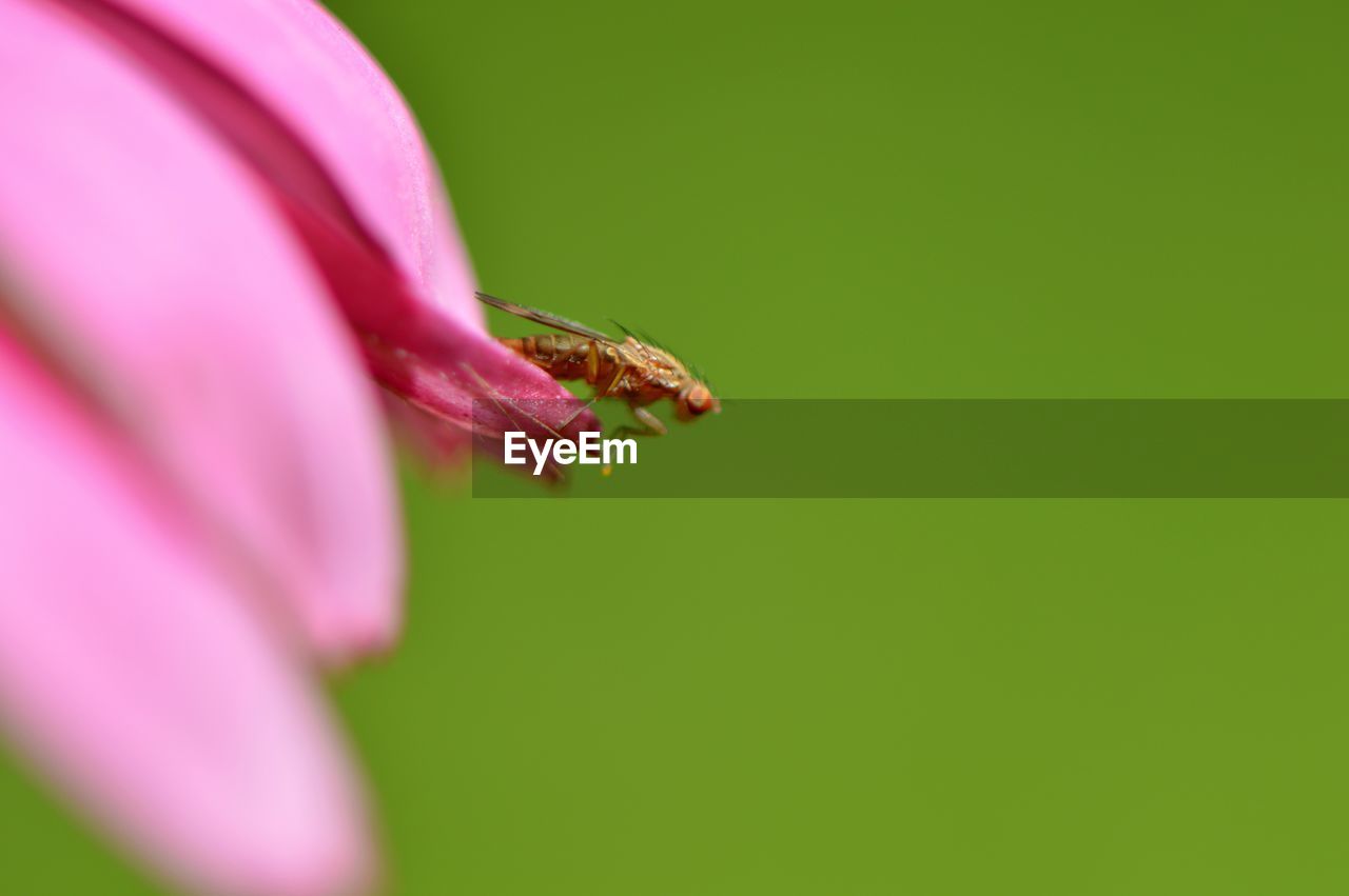 Close-up of small insect on pink flower petals