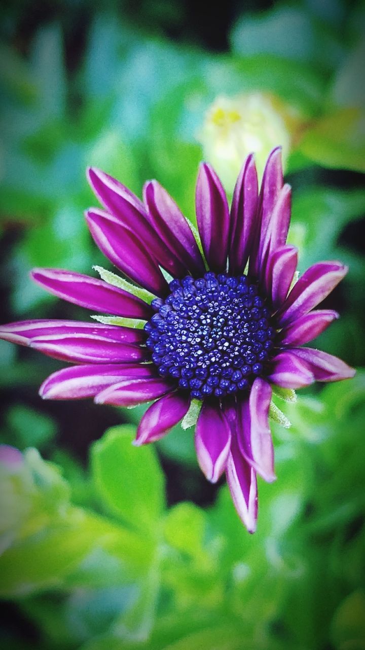 CLOSE-UP OF PURPLE FLOWER