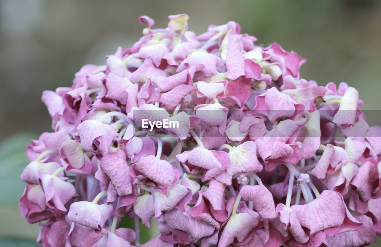 flower, flowering plant, plant, beauty in nature, pink, freshness, fragility, close-up, lilac, petal, blossom, nature, inflorescence, flower head, growth, focus on foreground, macro photography, purple, no people, springtime, hydrangea, outdoors, day, botany, selective focus, bunch of flowers, magenta